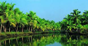 Kết quả hình ảnh cho dừa sáp trà vinh