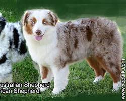 Chien de race American Miniature Shepherd