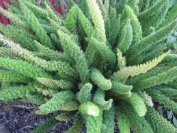 ornamental plants ile ilgili görsel sonucu