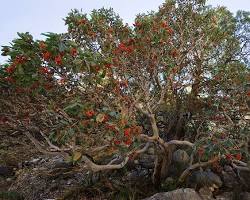 Image of Texas Madrone tree in South Texas