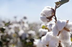 Image result for cotton