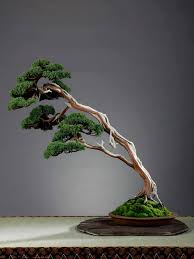 Image result for images of bonsai styles