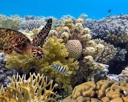 Image of Great Barrier Reef