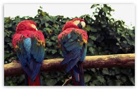 Image result for macaw parrot hd