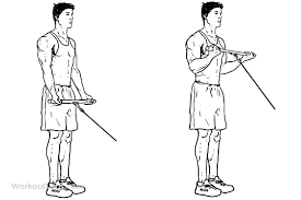 תוצאת תמונה עבור ‪Cable bicep curls with rope attachment‬‏
