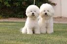 Hypoallergenic dogs