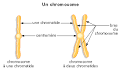 Chromatide - Dfinition - Sant-Mdecine