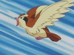 Resultado de imagem para pidgey