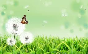 Image result for animated butterflies wallpaper