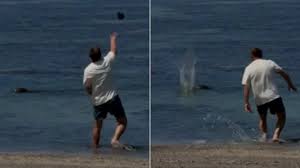 Tourist Who Allegedly Hurled Rock At Endangered Seal Faces Federal Charge, Says He's ‘Rich Enough To Pay The Fines’
