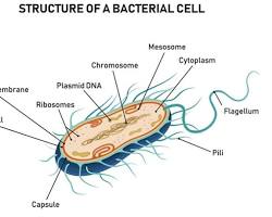 صورة Pili in bacteria