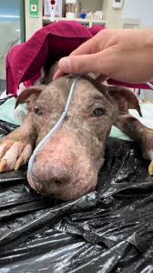 Lolita, la perrita cansada y adorable | TikTok