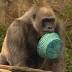 Gorillas go hunting for Easter eggs at Cincinnati Zoo