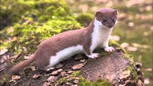 Image result for least weasel photo