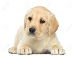 R&eacute;sultat de recherche d'images pour "labrador chiot"
