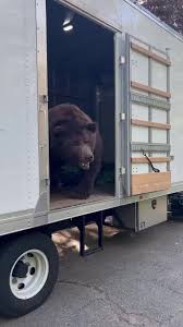 Giving new meaning to moving the "bare necessities ...
