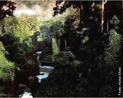 Imagem de Florestas são habitats de uma grande variedade de plantas e animais