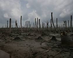 ekosistem lumpuh lahan mati dampak kerusakan lingkungan alam hancur, buatan AI