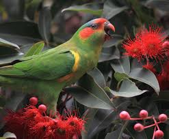 Image result for musk lorikeet