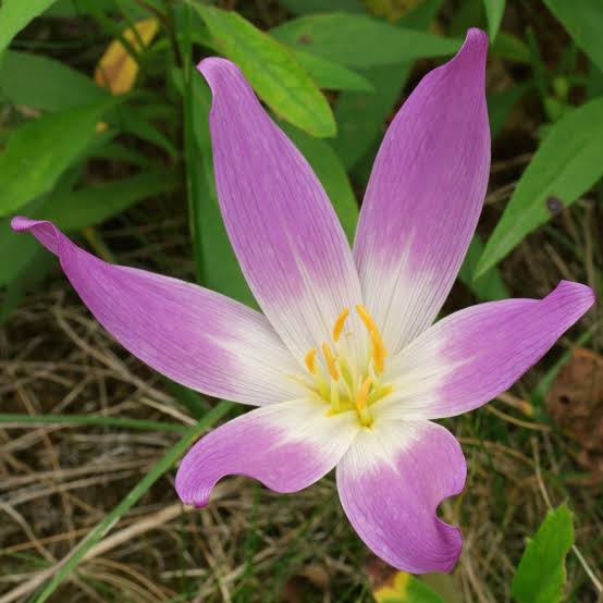 صورة نبات : سُورَنجان الخريف، اللحلاح الخريفيّ، زعفران الخريف، زعفران كاذب.