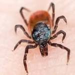  Insecticide-treated clothes effective against disease-carrying ticks