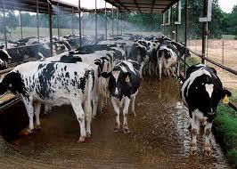 Investigation launched after more than 60 cows stolen from Ohio farm overnight