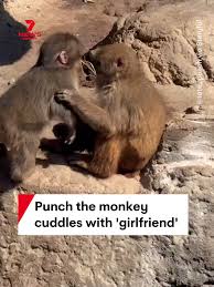 Chú Khỉ Punch Hiện Tại | TikTok