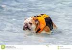 English bulldog life vest