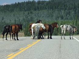 Fort MacMurray fundraiser, wild horses in Canada