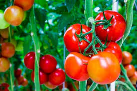 tomatoes ile ilgili görsel sonucu