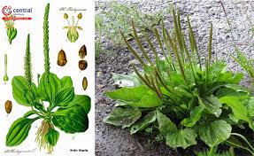 Cây Mã đề (Plantago major L.) - Vị thuốc trị nám và chữa lành vết thương