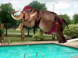 نتيجة بحث الصور عن الفيل