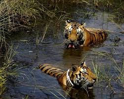 Image result for manipur images