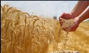 امنیت غذایی را نمی‌شود پشت میز تامین کرد
