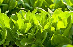 Image result for health benefits of longevity spinach