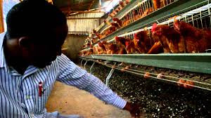 Image result for chicken cage