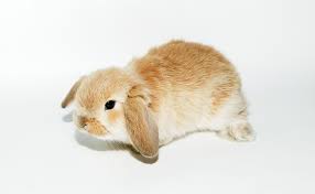 Image result for RABBIT