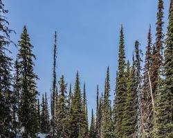 Image of taiga forest with tall evergreen trees, a snowy ground, and a clear blue sky