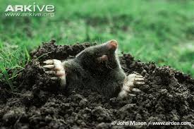 Image result for mole hill