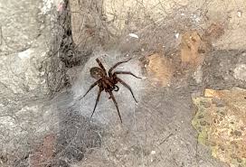 Spider that makes a funnel web spotted in Okanagan, and it ...