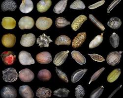 Seeds