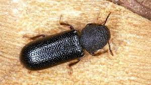 Trend Google: stephanopachys linearis