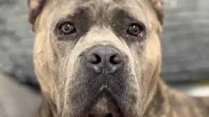 cane corso - Trending in Brazil