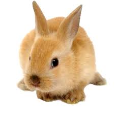 Image result for RABBIT