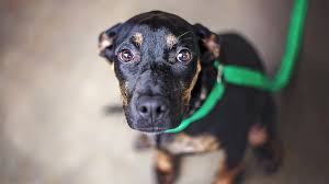 Die Unvermittelbaren – Mit Martin Rütter im TV - Sendung