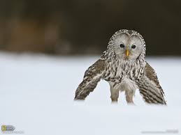 Image result for ural owl