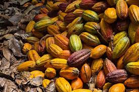 Opinião - Marcelo Leite: Até o preço de seu chocolate pode sofrer com El Niño
