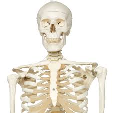 Image result for standard skeleton model