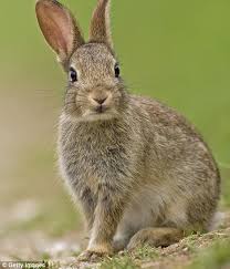 Image result for RABBIT