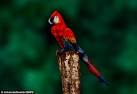 Pictures of 2 parrots kissing girlfriend girl <?=substr(md5('https://encrypted-tbn3.gstatic.com/images?q=tbn:ANd9GcS46HL094jP_M6hJsRC7Zvnm8y_qK5Qk0yP2GiaouRsAnR32ltV9X46n77L'), 0, 7); ?>